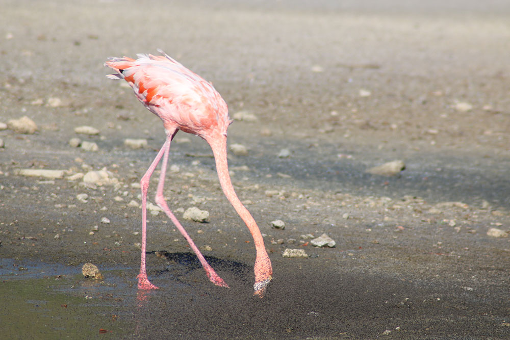 flamingos-bonaire-chogogo